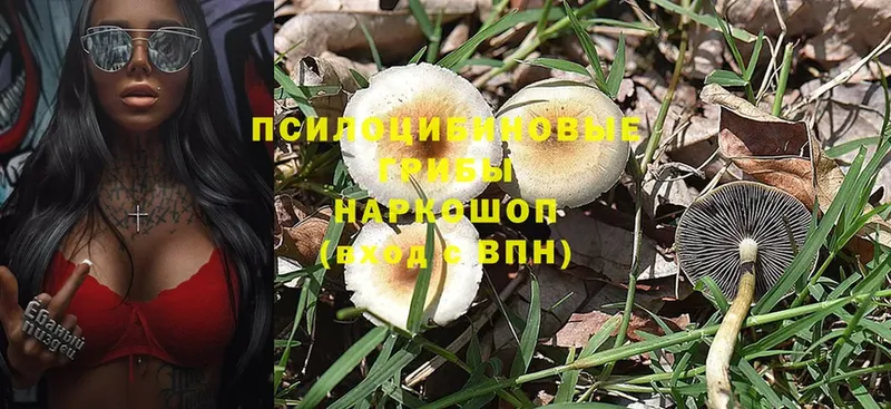 Галлюциногенные грибы Cubensis  Буйнакск 